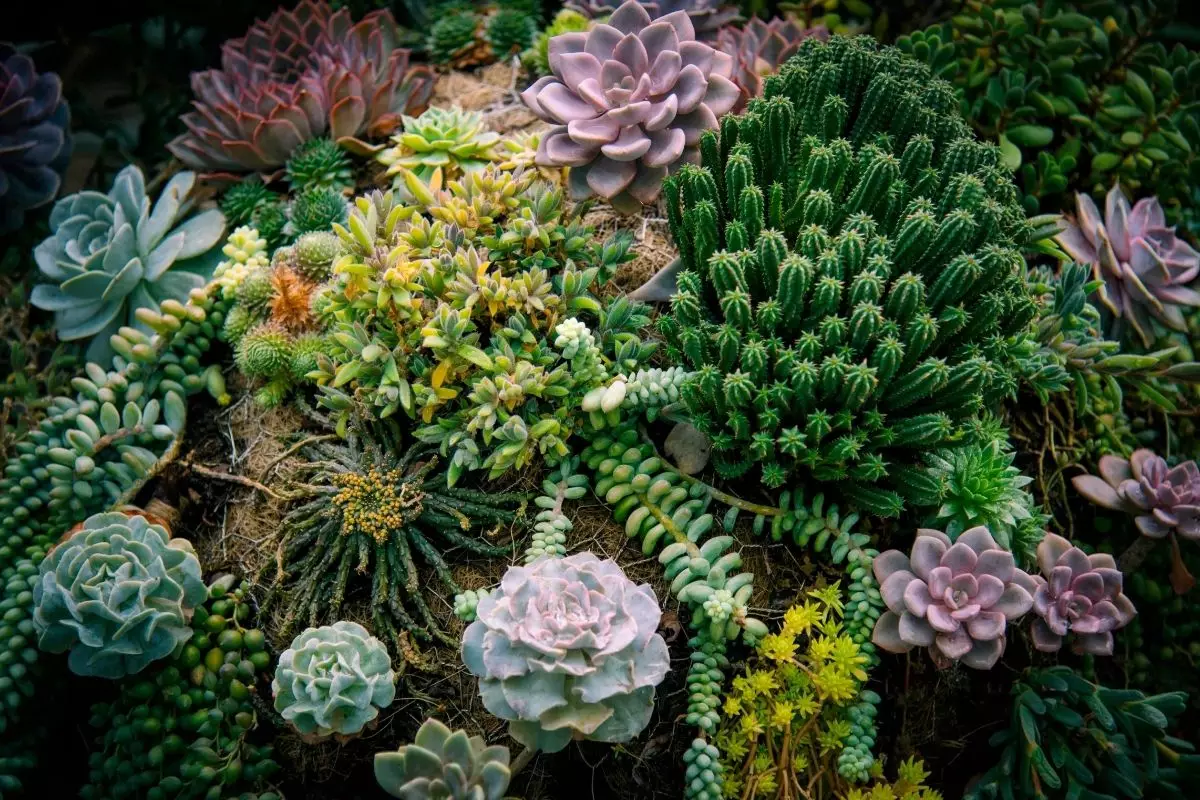 Suas plantas suculentas estão morrendo Descubra o que fazer - Reprodução Canva