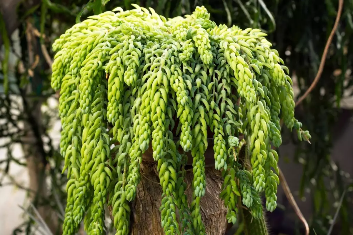 Suculenta dedo-de-moça conheça mais sobre essa planta pendente - Reprodução Canva