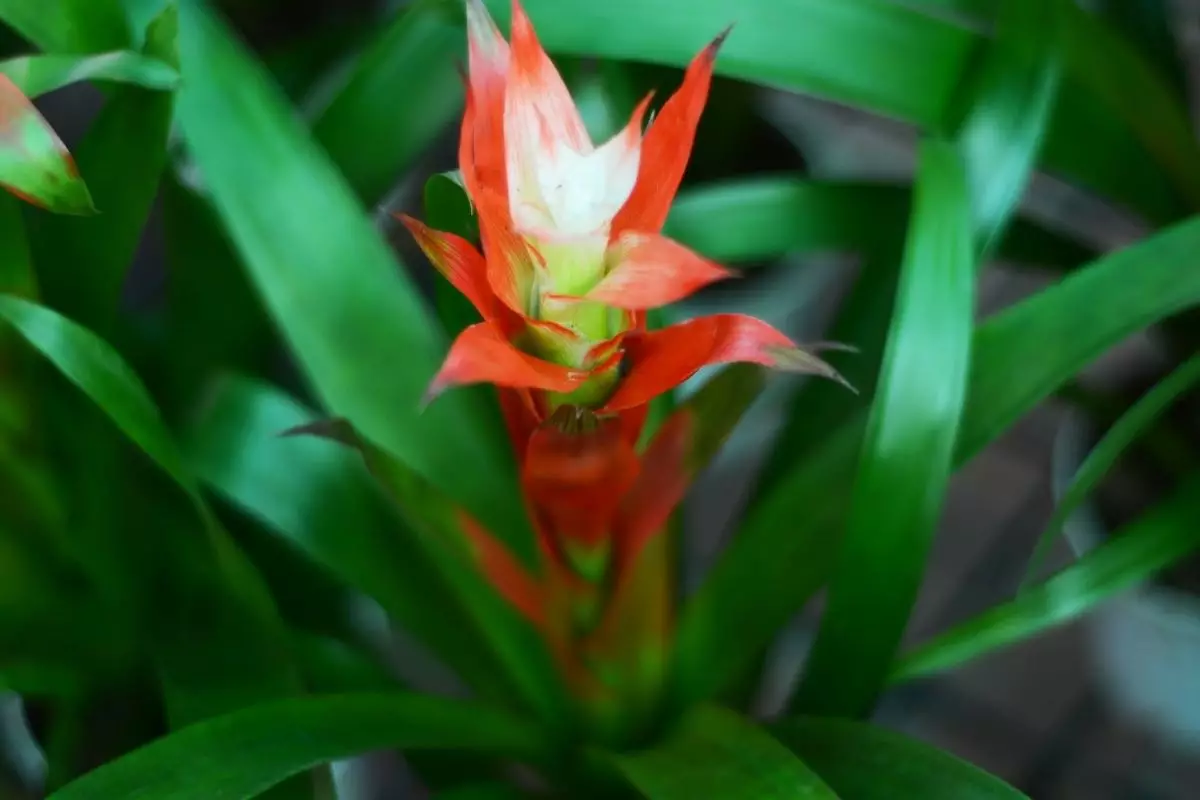 Bromélia: saiba como plantar essa espécie tão charmosa; Saiba mais agora - reprodução: Canva