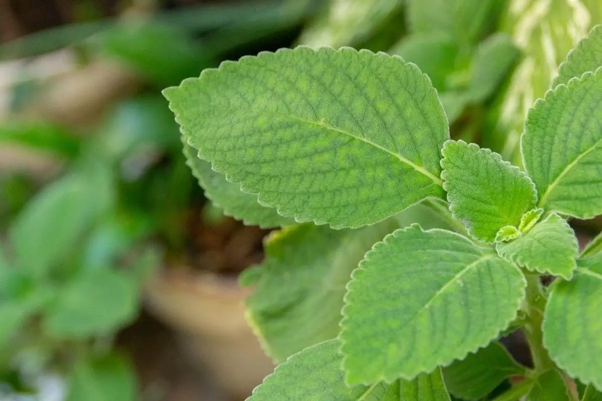 Boldo: aprenda como plantar essa erva medicinal na sua casa agora mesmo; Saiba mais - reprodução: Canva