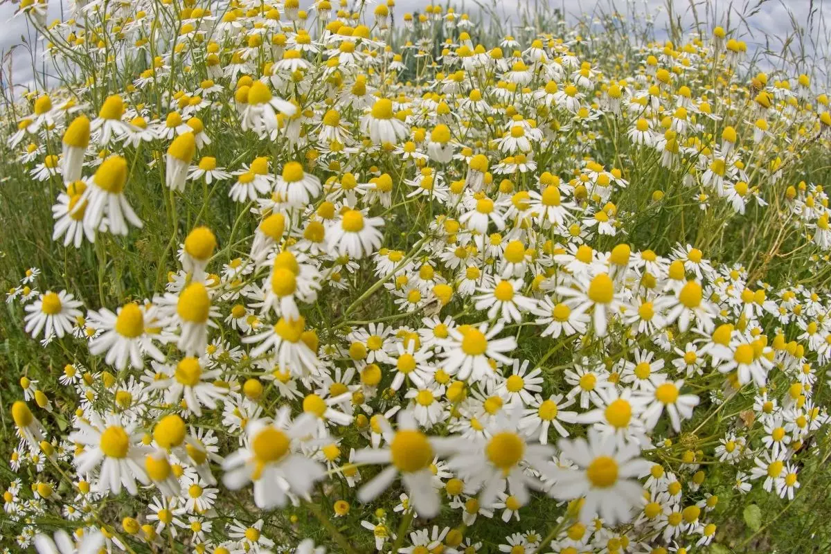 Conheça os benefícios de ter camomila no seu quintal; Saiba como plantar agora - reprodução: Canva