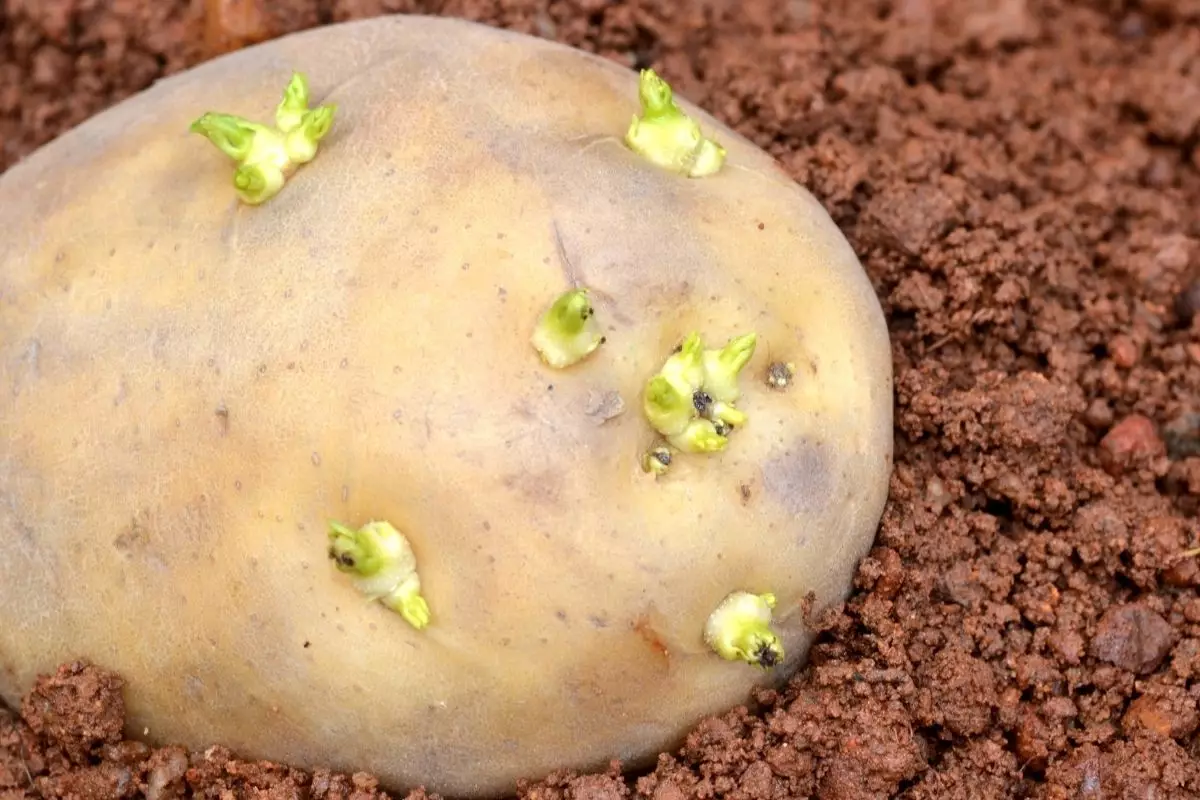 Hoje você vai aprender a plantar batata; Confira mais agora mesmo - reprodução: Canva