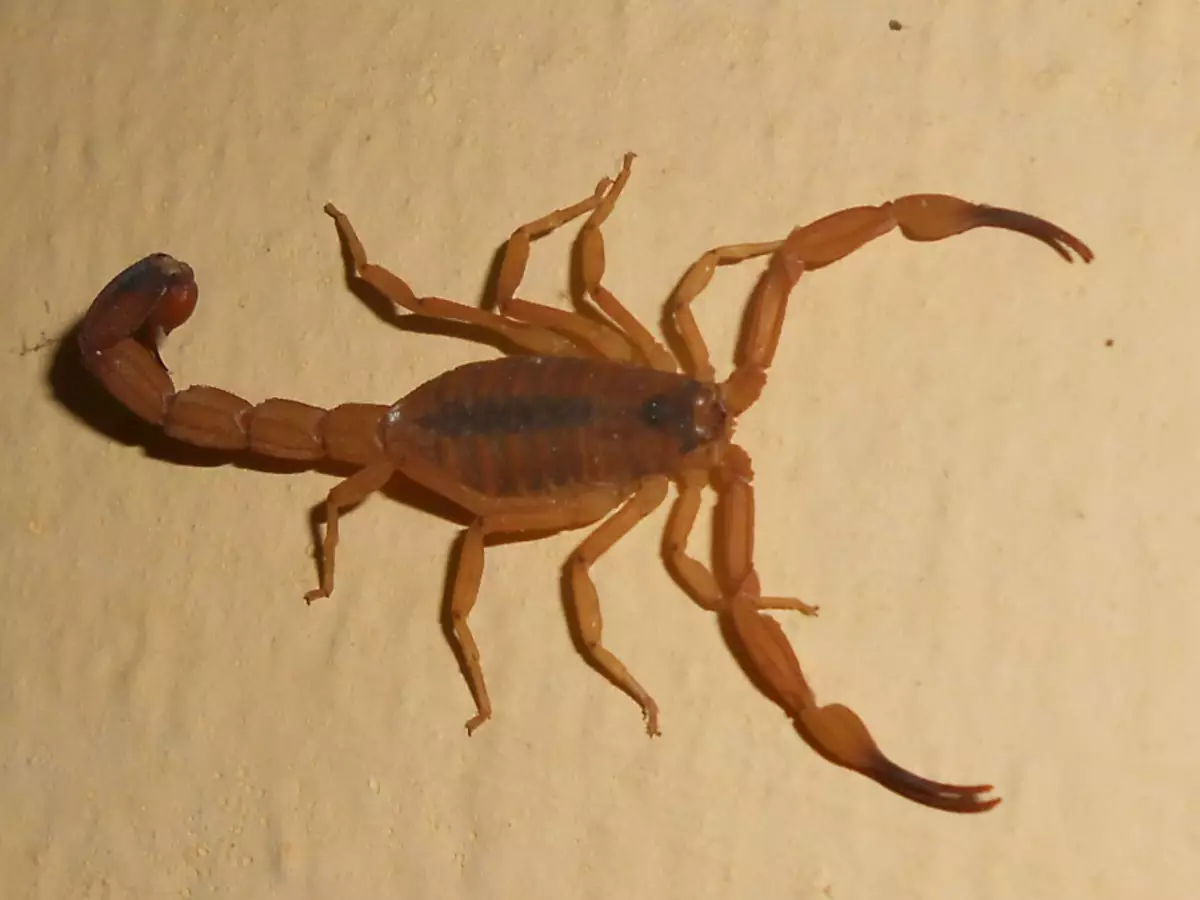 Receita de repelente natural contra escorpião: veja como fazer em casa de forma fácil - Fonte: Pixabay