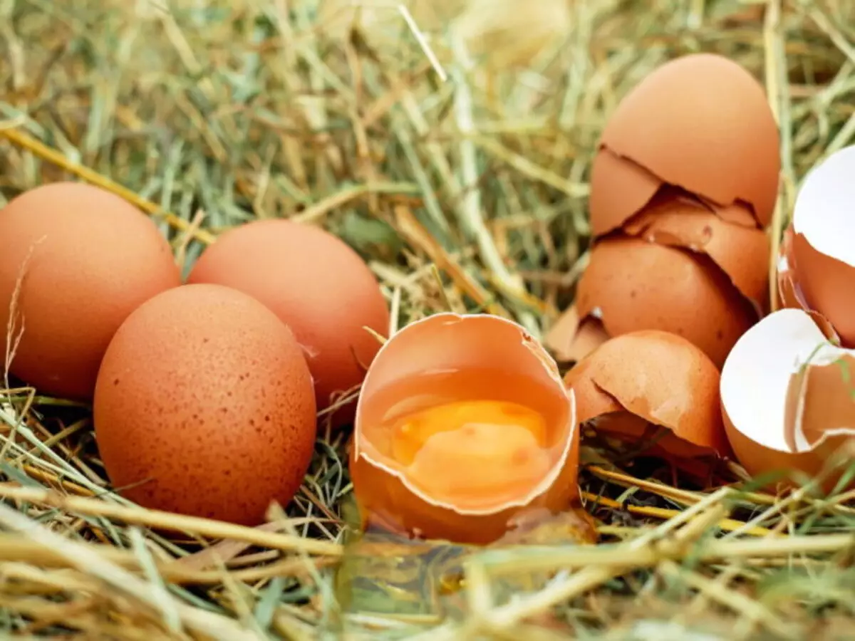Como reutilizar casca de ovo? Veja a dica mais inacreditável e fácil do mundo - Fonte: Pixabay