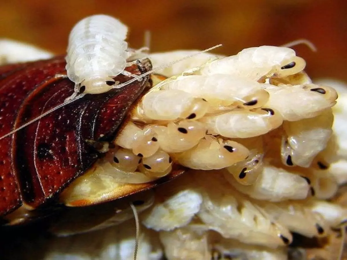 Como acabar com ninho de barata? Veja dicas infalíveis para tirar praga da sua casa e jardim