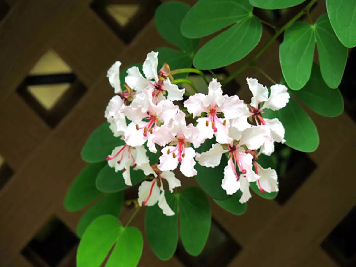 Como cultivar Bauhinia-trepadeira? Veja dicas práticas para manter o seu jardim sempre florido - Fonte: Pixaby