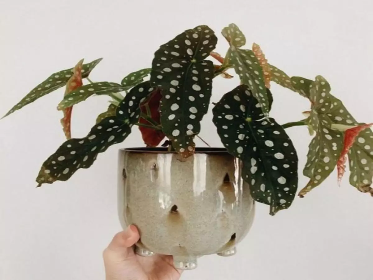 Como cultivar Begônia Maculata? Veja dicas super fáceis de cultivo desta flor - Fonte: Pixabay