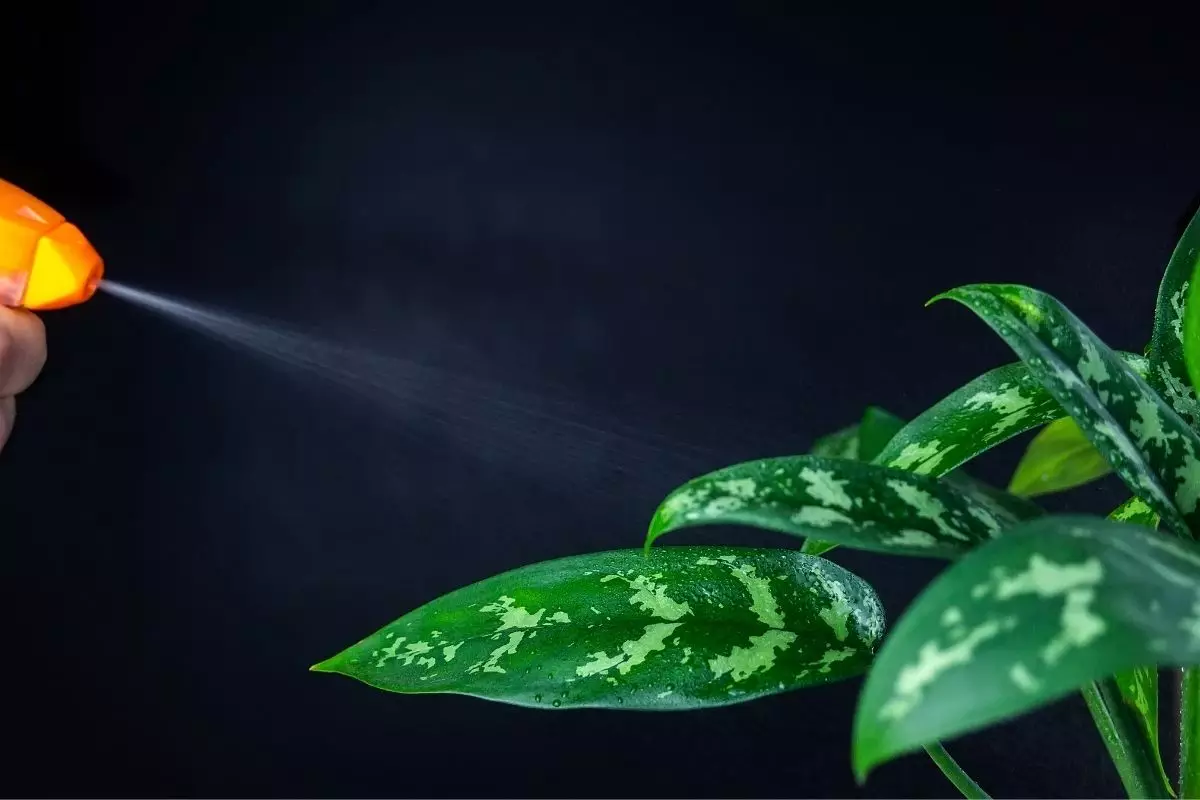 benefícios da água-oxigenada para suas plantas - Reprodução Canva
