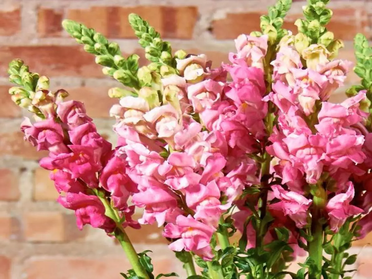 Como cultivar Boca-de-leão? Veja dicas práticas para manter a sua planta - Fonte: Pixabay