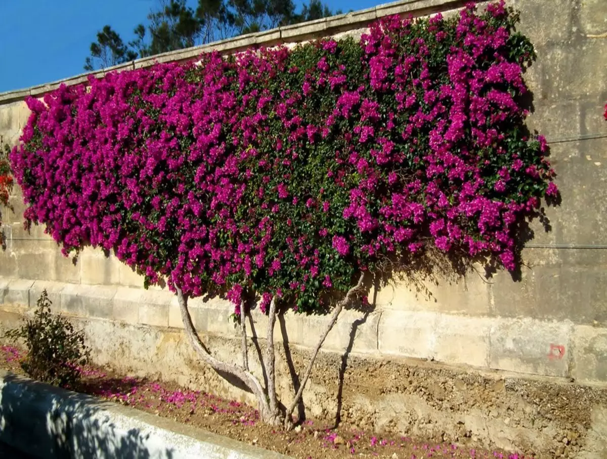 Como cultivar a bougainville? Veja dicas práticas para o dia a dia da planta do Mediterrâneo - Fonte: Pixabay