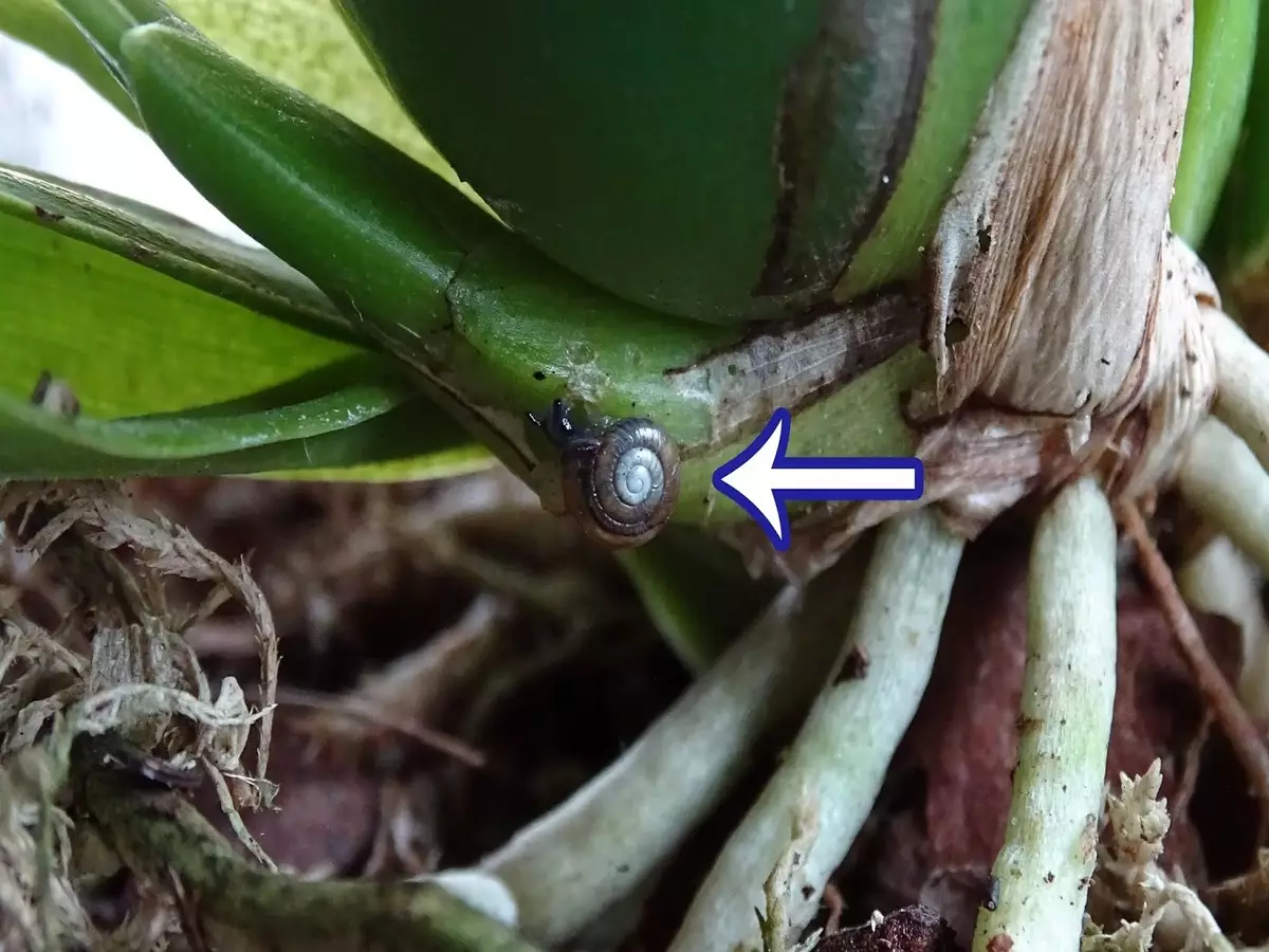 Como espantar lesmas e caracóis das orquídeas em épocas úmidas sem prejudicar a planta