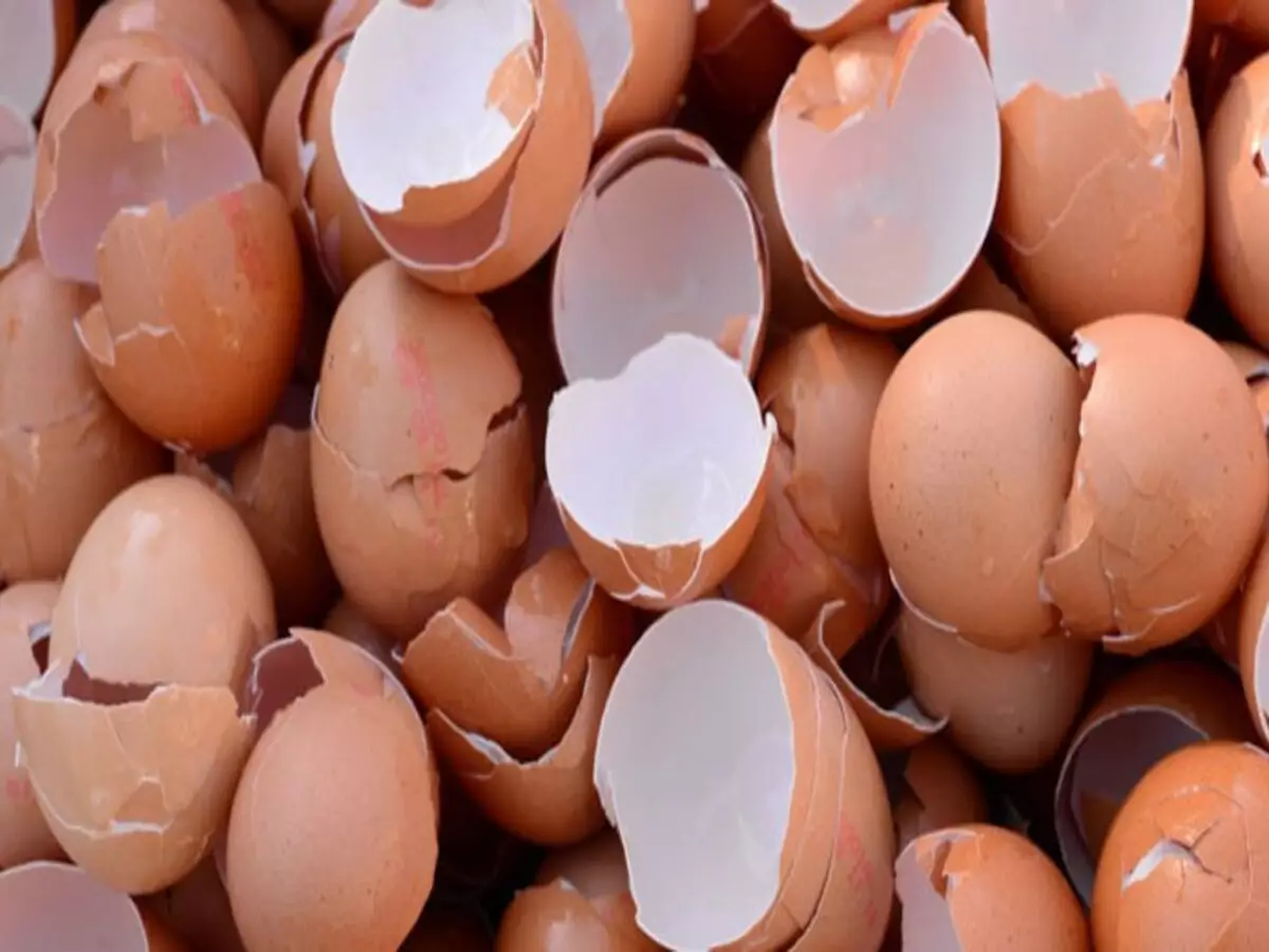 Qual a função da casca de ovo nas plantas? Veja como usar esse item para fazer adubo - Fonte: Pixabay