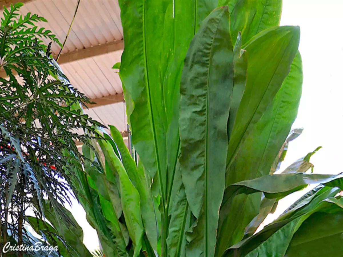 Como cultivar Ciclanto? Veja dicas práticas para ter essa planta em casa e sem nenhuma dificuldade - Fonte: Pixabay