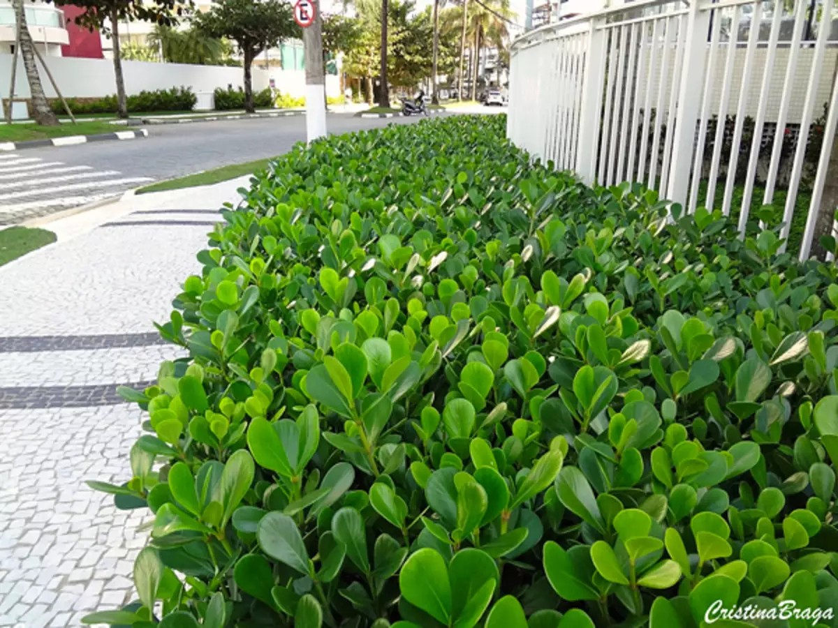 Como cultivar a clúsia? Veja passo a passo de forma simples para ter essa planta em sua casa - Fonte: Pixabay