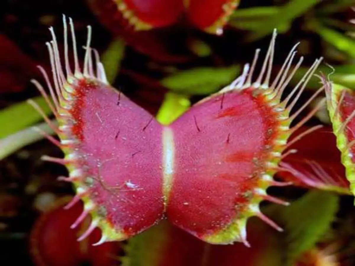 Conheça a planta carnívora Dionéia: é possível plantar ela no Brasil? Entenda agora - Fonte: Pixabay