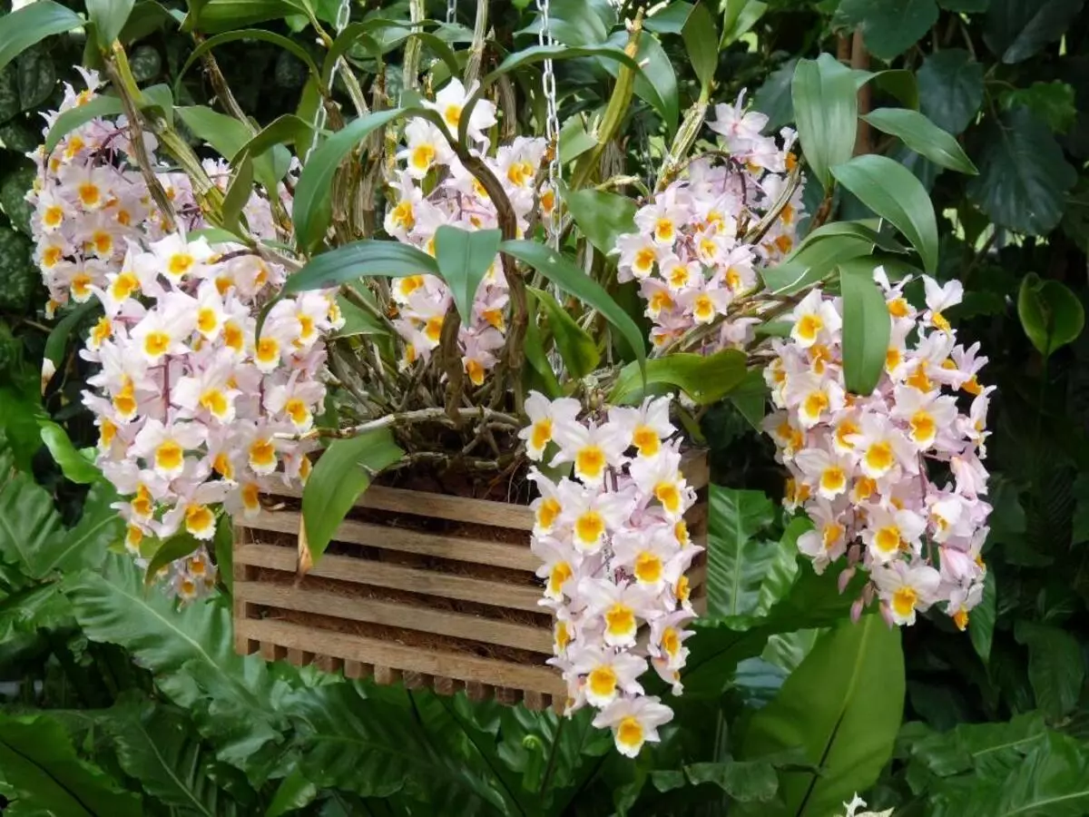 Tipos de orquídea: saiba como cultivar, dicas e quais são as mais comuns ou raras - Fonte: Pixabay