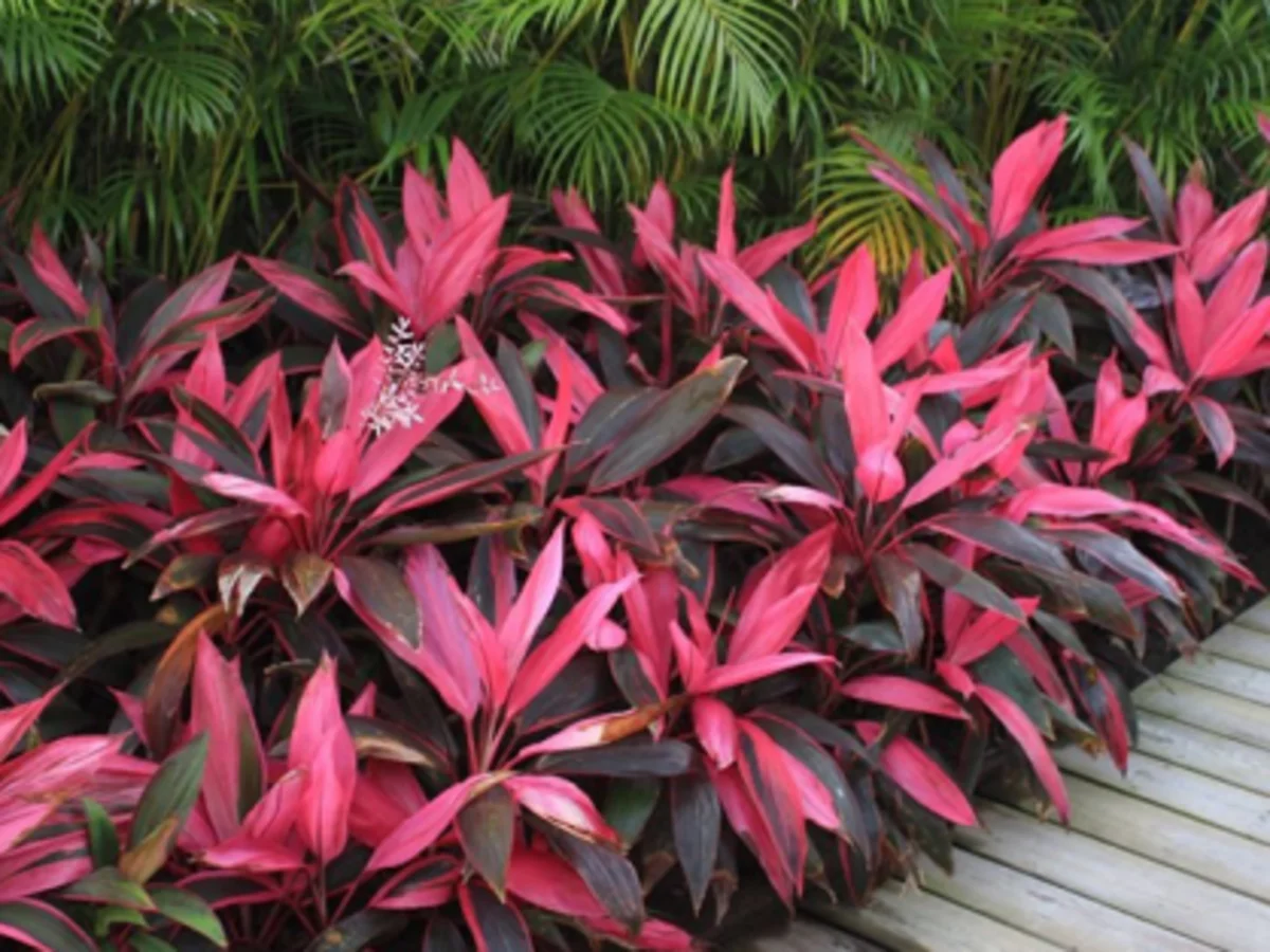 Como cultivar o Coqueiro-de-vênus? Planta que tem literalmente as folhas rosas - Fonte: Pixabay