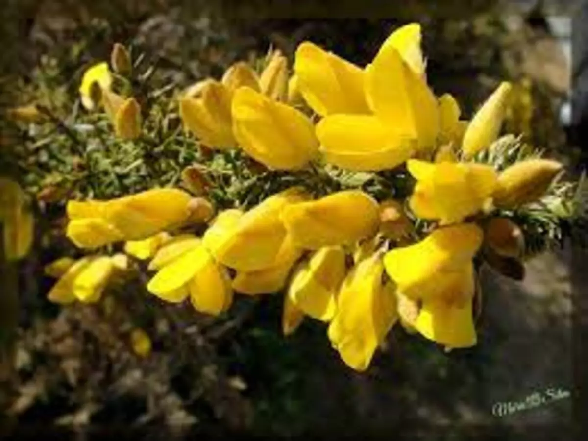 Ulex europaeus ou tojo: veja dicas de como cultivar e manter essa planta em sua casa - Fonte: Pixabay - Fonte: Pixabay