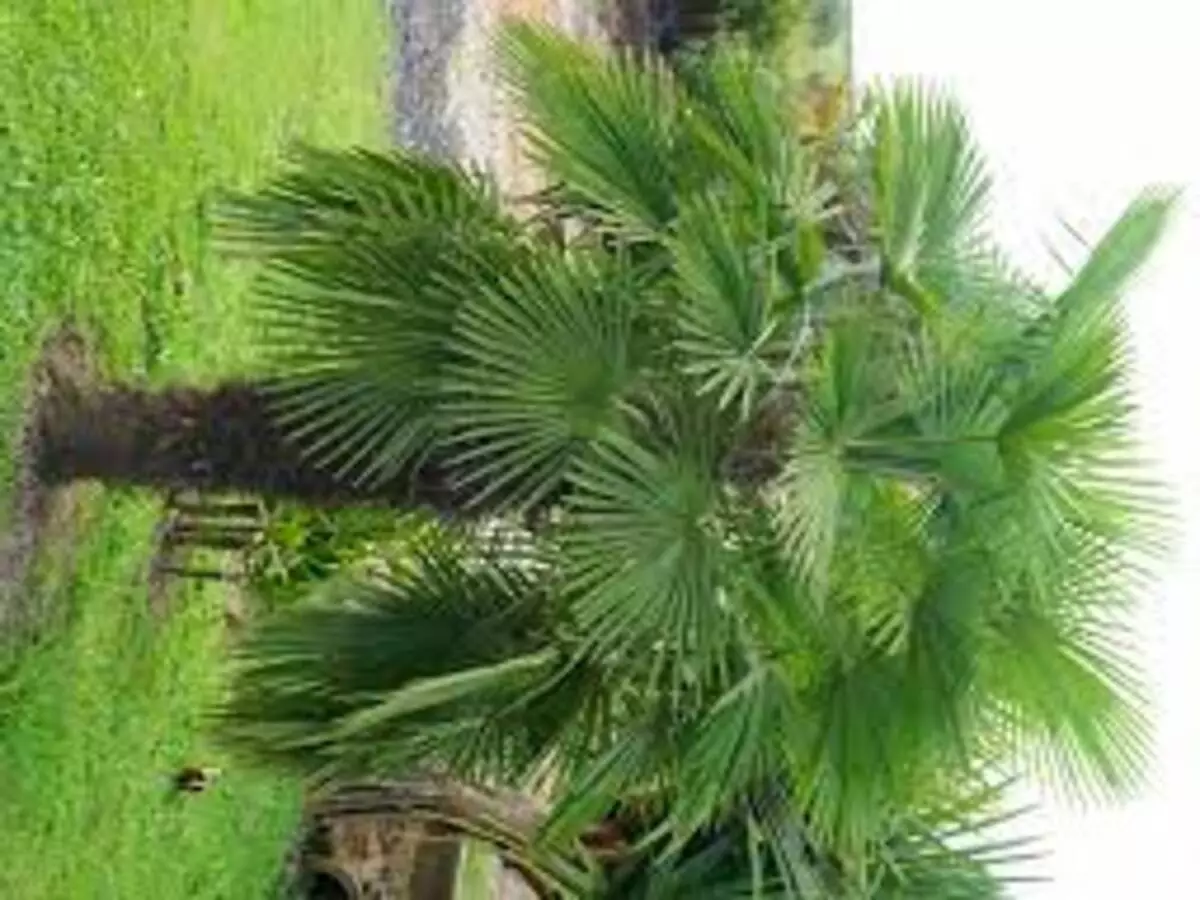 Como cultivar a Palmeira-moinho-de-vento? Veja dicas práticas para manter a planta em casa - Fonte: Pixabay