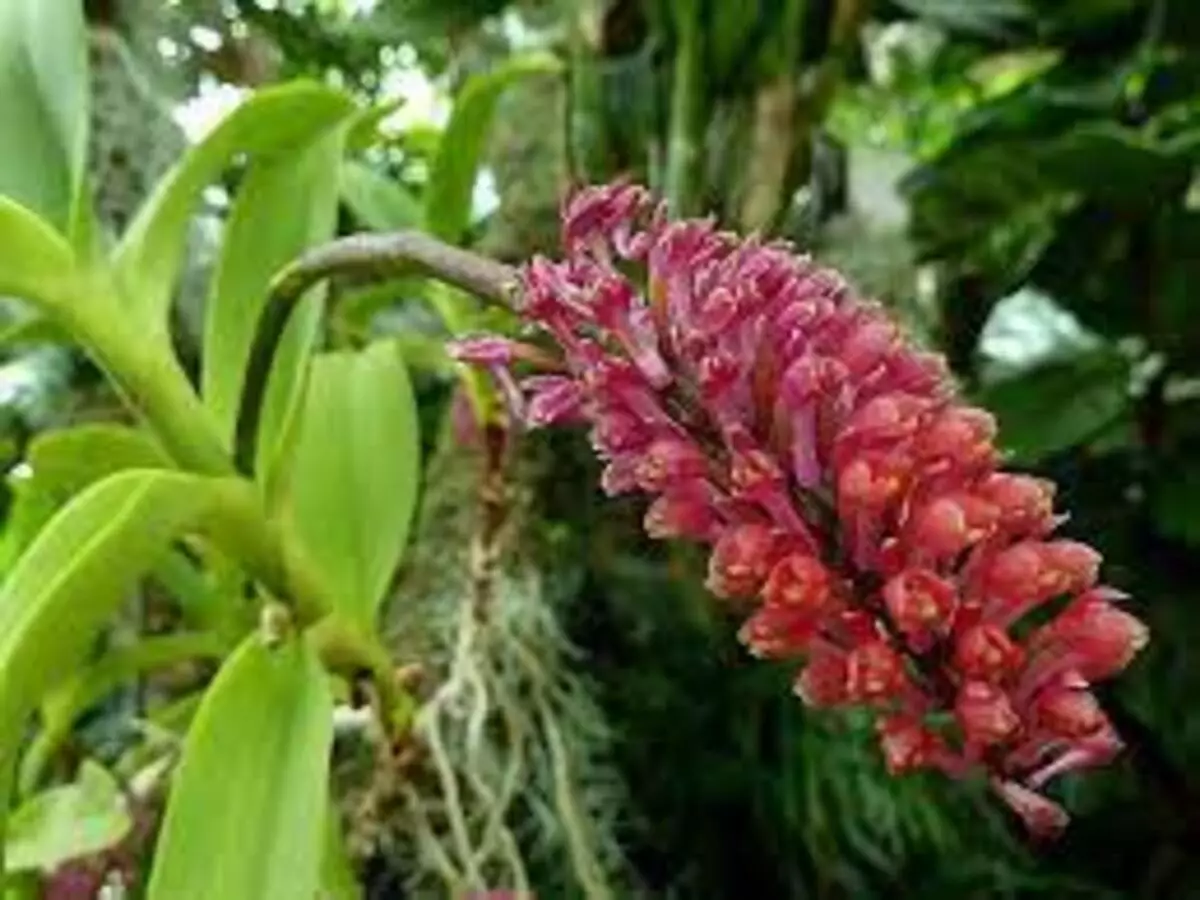 Como cultivar Orquídea-abacaxi? Veja dicas práticas para ter essa planta em casa - Fonte: Canvas