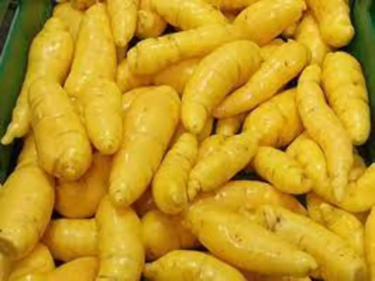 Como cultivar a batata aipo em casa: Veja dicas práticas para o seu dia a dia - Fonte: Pixabay