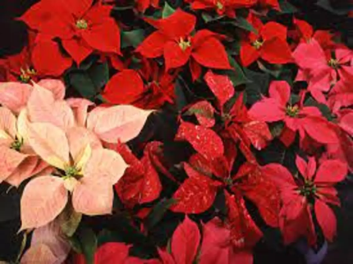Como cultivar Poinsétias? Veja dicas super fáceis para ter a "Flor do Canadá" em casa - Fonte: Pixabay