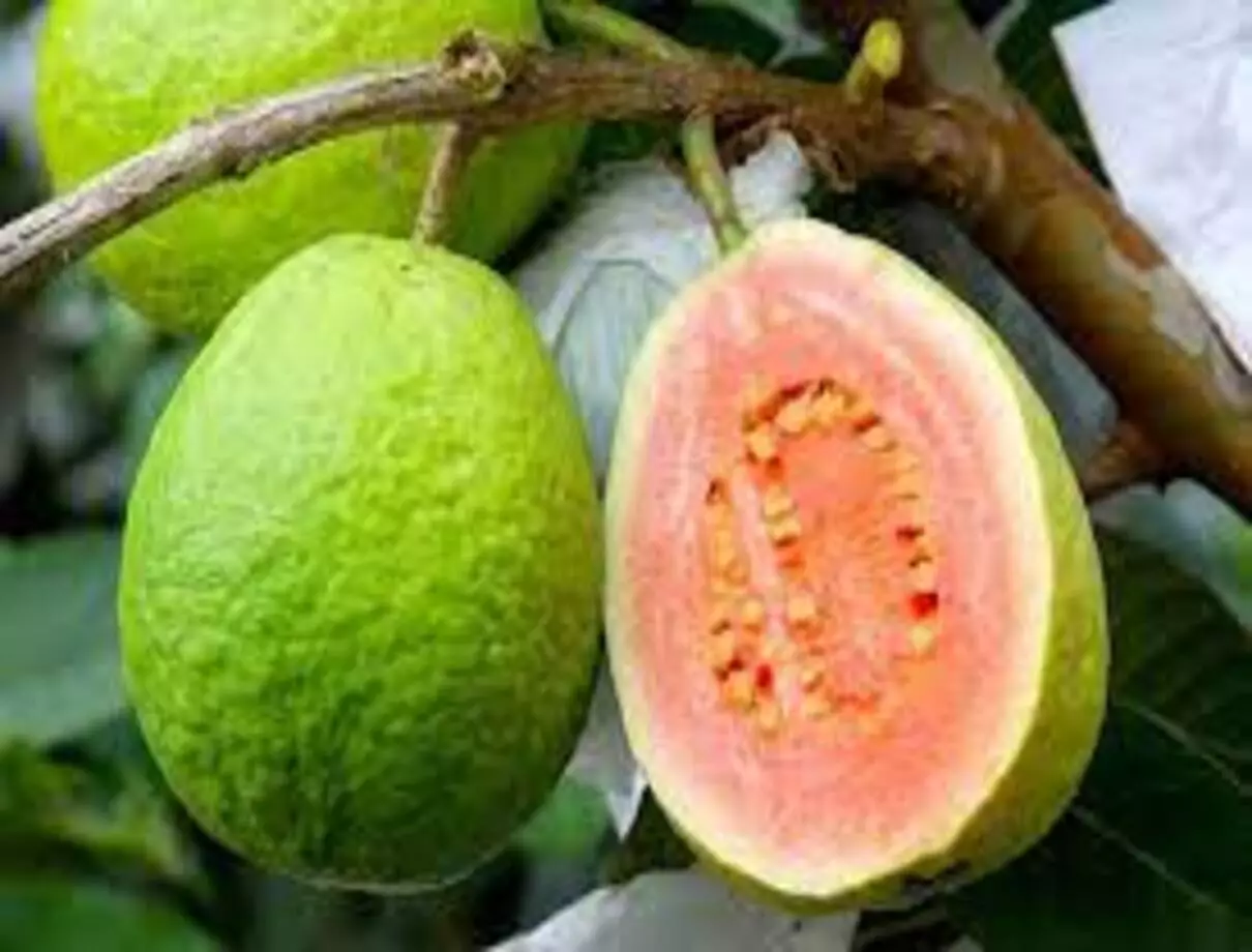 Veja como fazer shampoo caseiro de folha de goiaba: veja receita mais fácil do mundo - Fonte: Pixabay