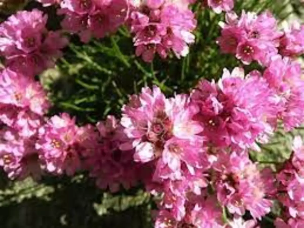 Como cultivar Cravo-do-mar? Veja dicas super fáceis para ter essa planta em casa