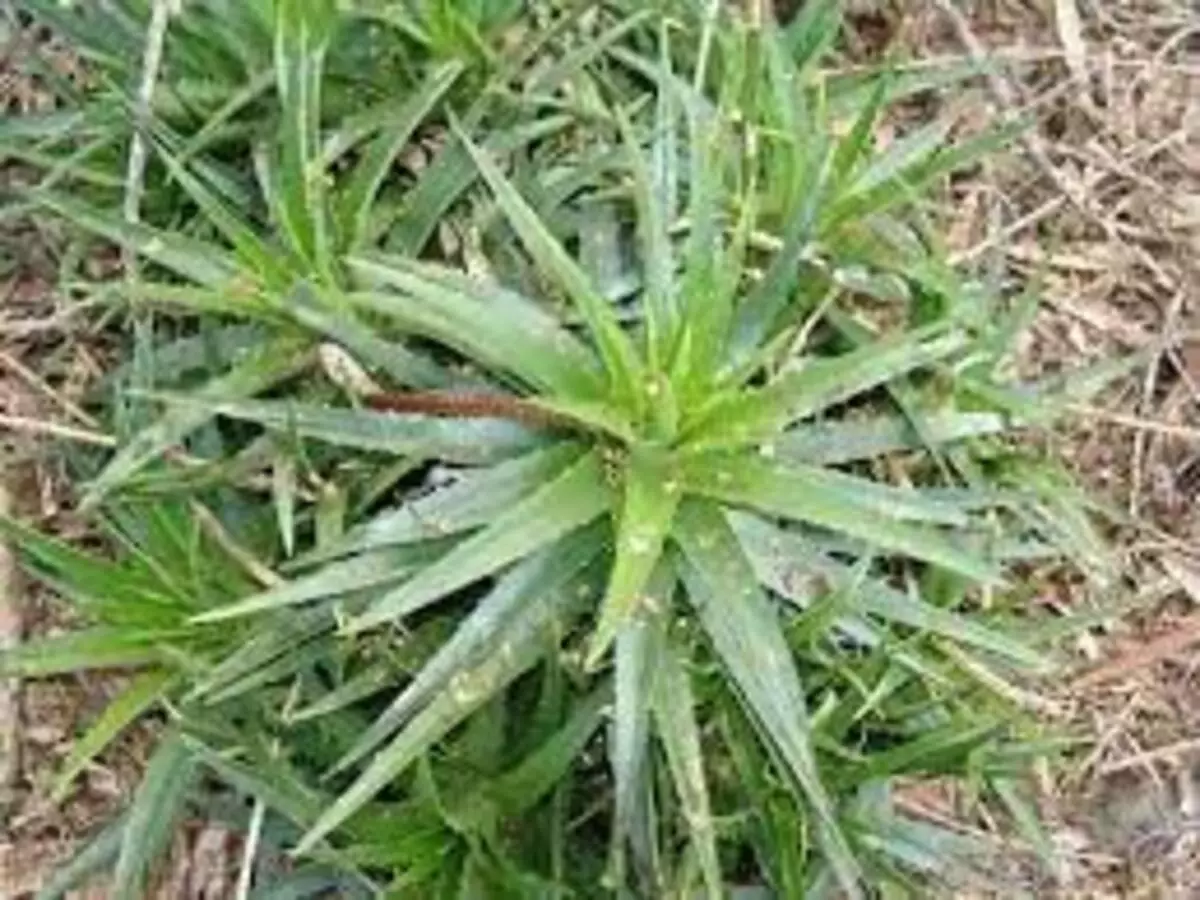 Como cultivar Bromélia-lâmina-de-serra em casa? Veja dicas para ter a folhagem pontuda - Fonte: Pixabay