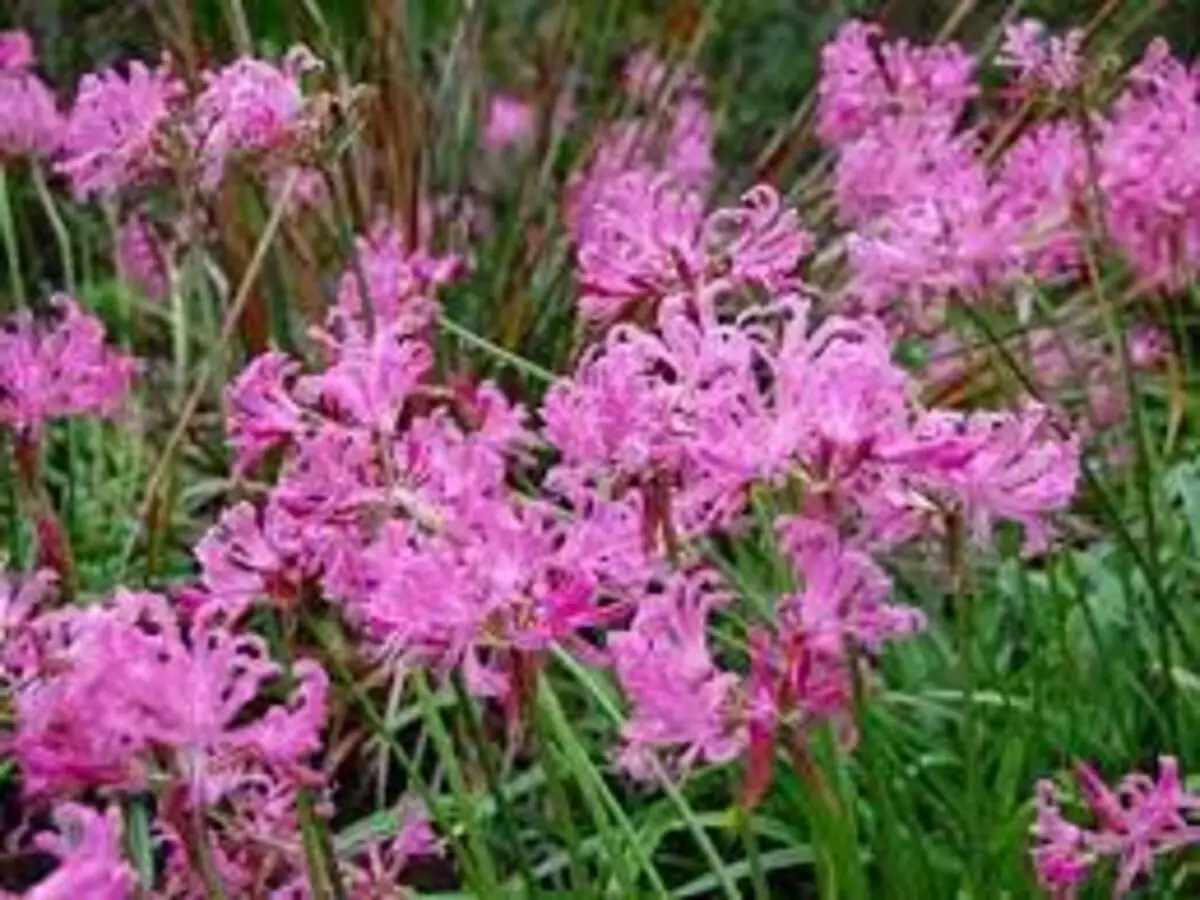 Como cultivar Raquelina? Veja dicas super fáceis para fazer a plantação em casa - Fonte: Pixabay