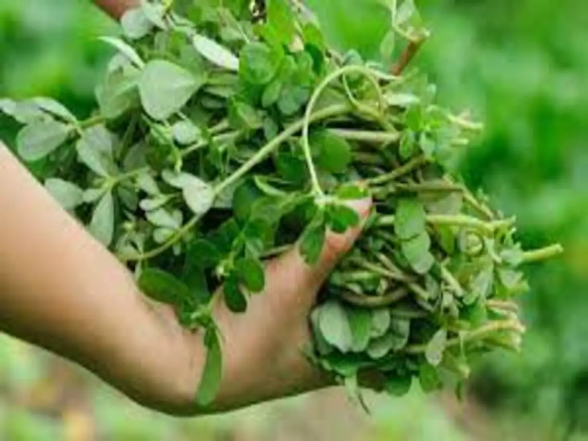 Como cultivar Beldroega? Veja qual é o passo a passo mais fácil do mundo para ter planta em casa - Fonte: Pixabay