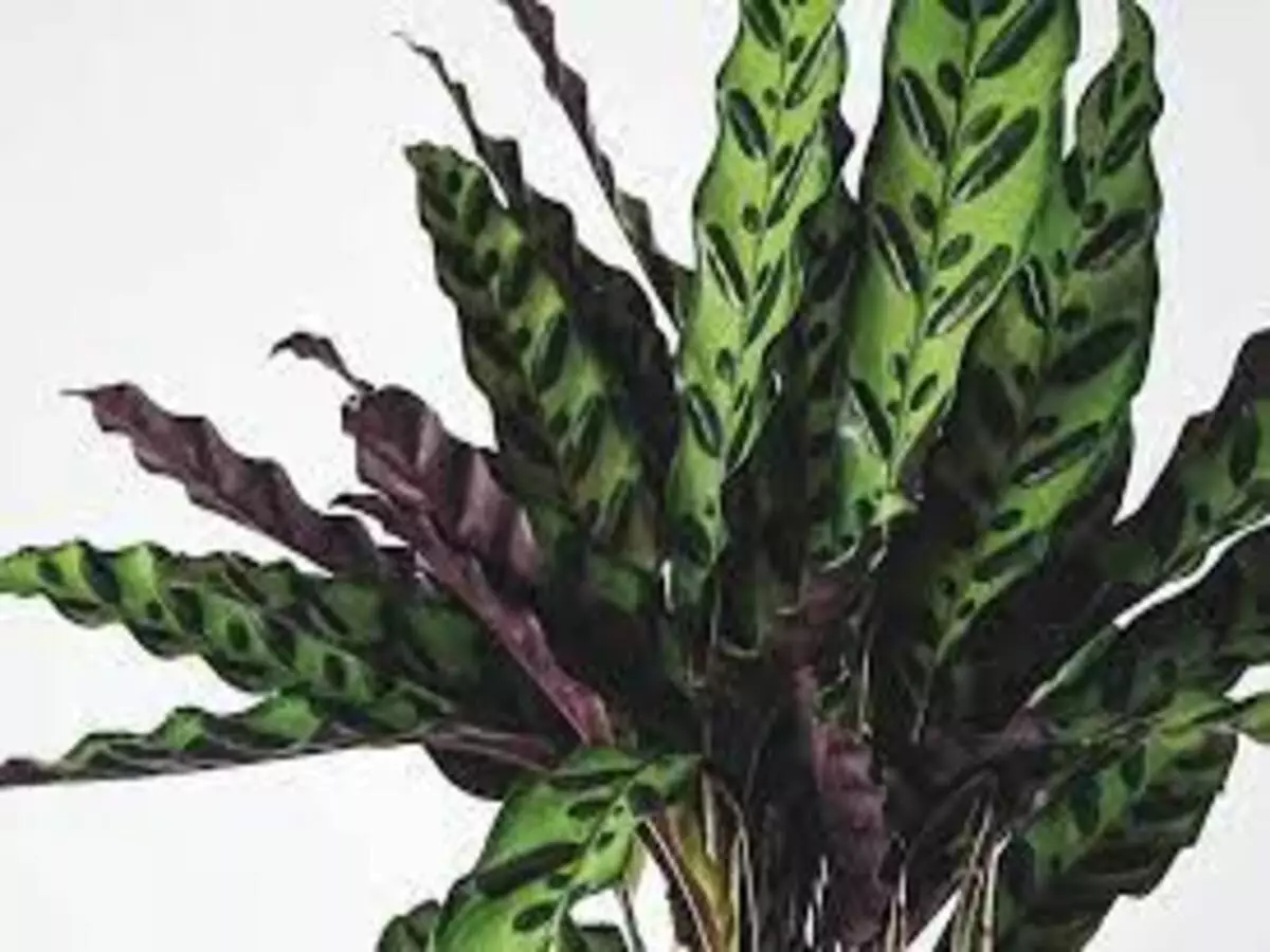 Como cultivar Maranta-cascavel em casa? Veja dicas super fáceis para te ajudar - Fonte: Pixabay