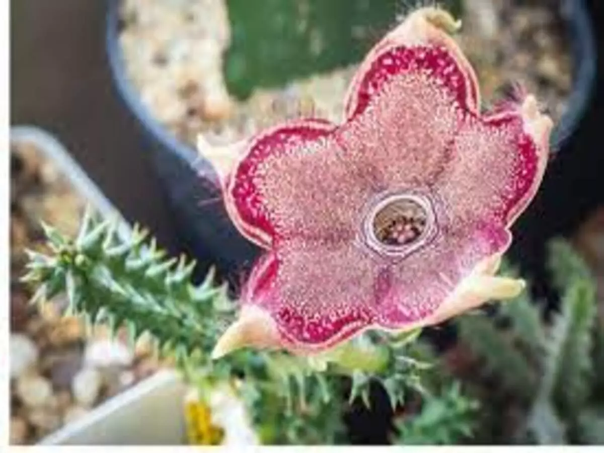 Como cultivar Tapete-persa? Veja dicas super práticas que podem te ajudar - Fonte: Pixabay