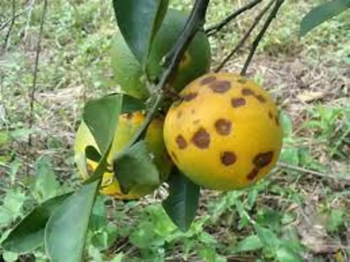 Doença dos Citrus, fumagina na Laranjeira: quais são os sintomas e como resolver - Reprodução Pixabay