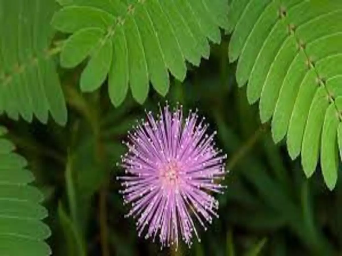 Como cultivar uma dormideira: veja dicas para cuidar e manter a planta no dia a dia - Fonte: Pixabay