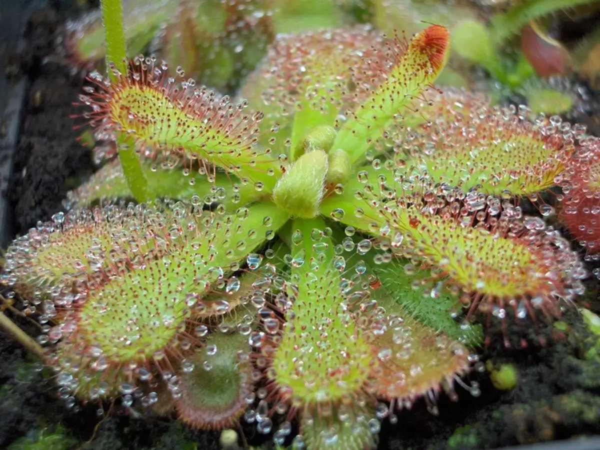 Drosera: conheça a planta carnívora e os seus perigos, saiba como cultivar em casa - Fonte:Pixabay