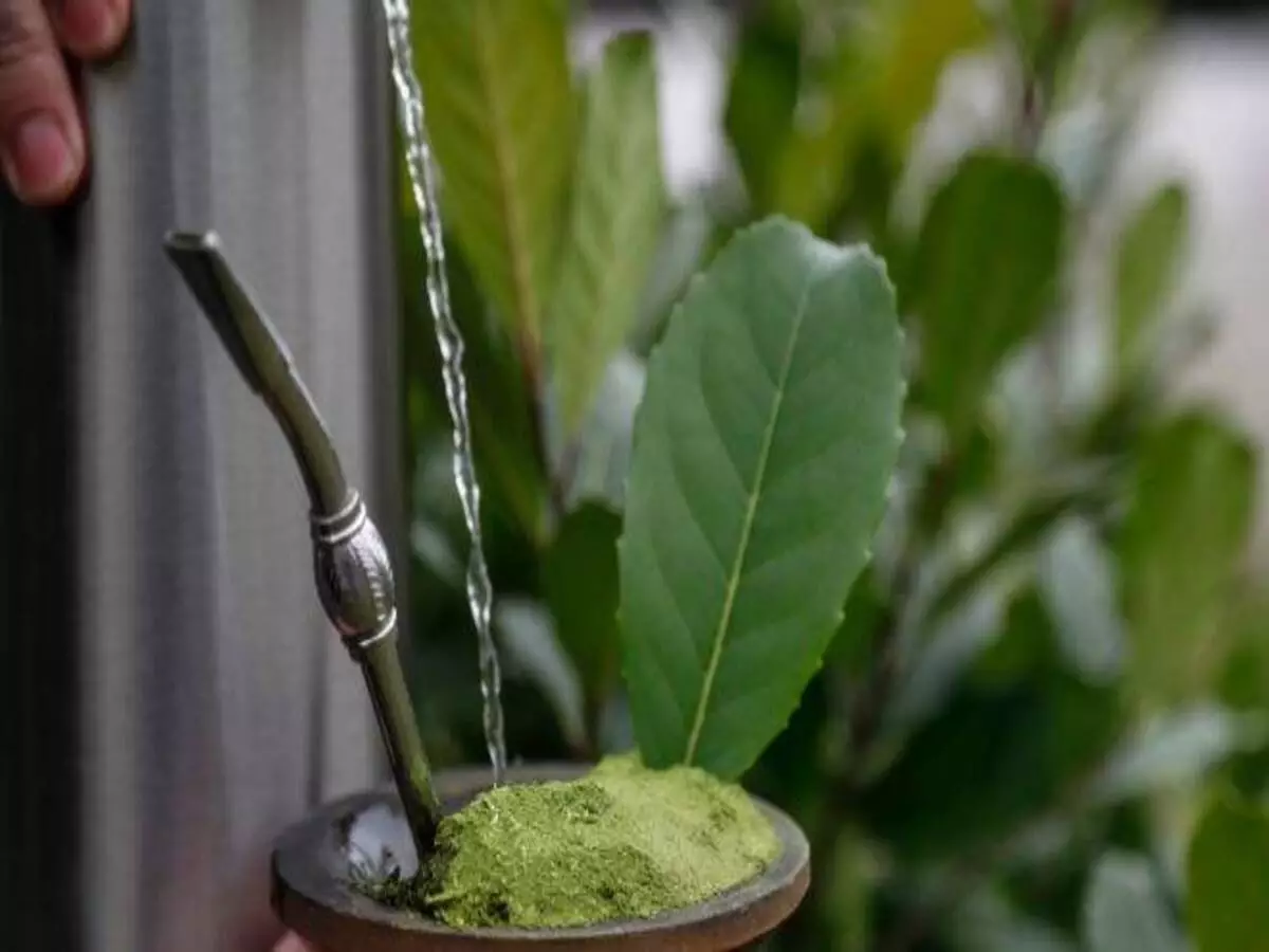 Como cultivar erva mate? Veja dicas e como deixar o sabor ainda mais marcante - Fonte: Pixabay