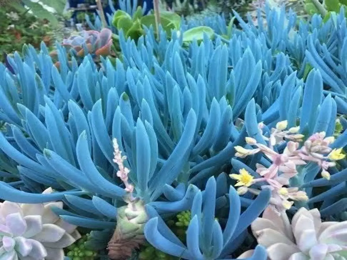 Como cultivar Senécio-azul? Veja dicas de plantio, terra e tipo de luz indicada para planta africana - Fonte: Pixabay