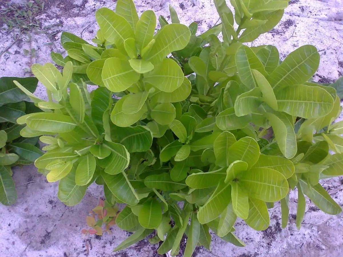 Quais doenças a Leiteira-africana cura? Saiba como usar a planta para a medicina - Fonte: Pixabay