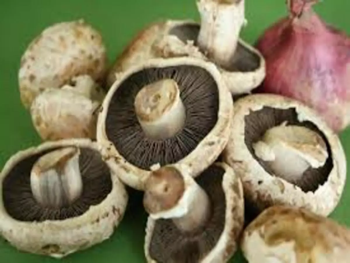 Cogumelo Portobello: como cultivar de forma saudável para inserir na alimentação - Fonte: Pixabay