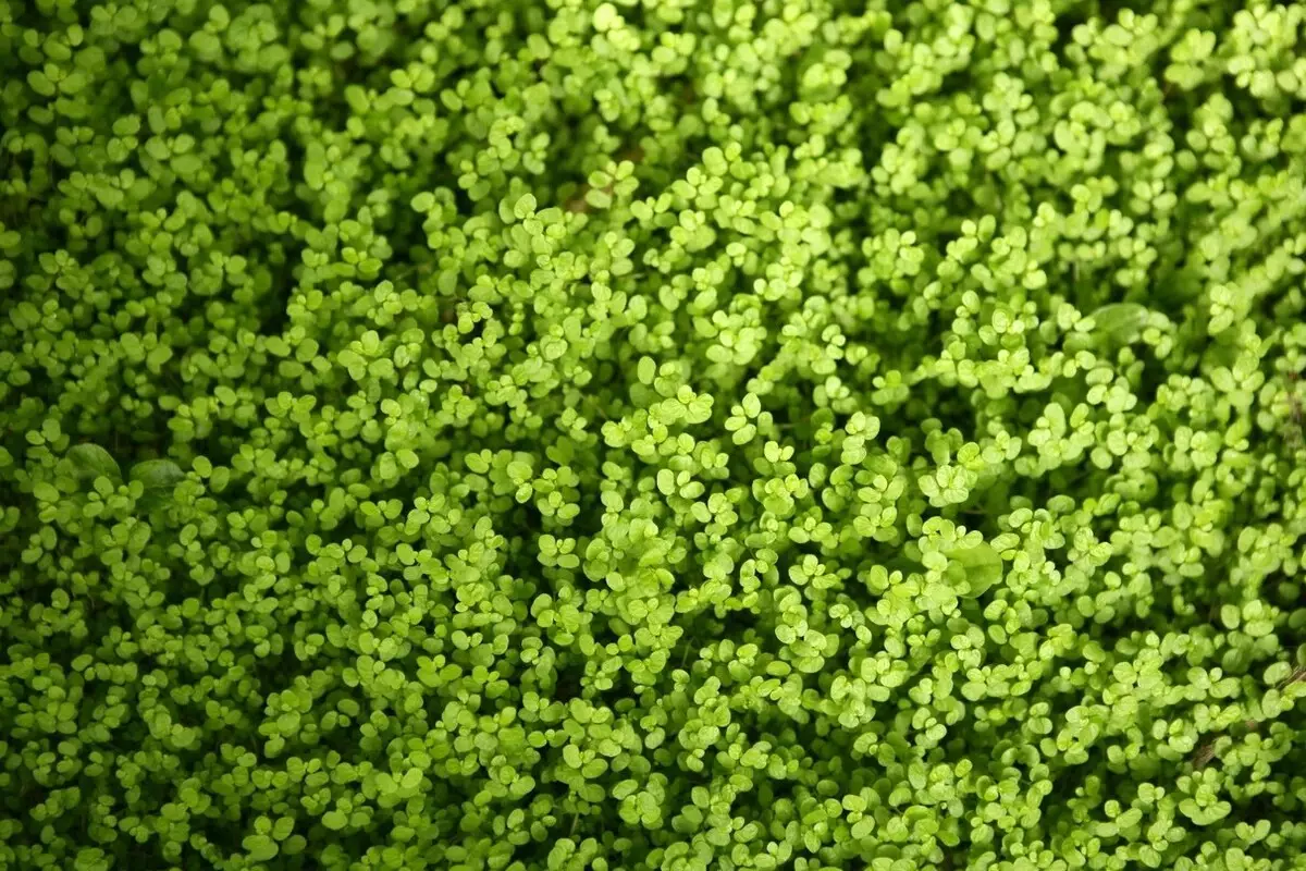 Lágrimas de bebê: veja como cuidar dessa herbácea nativa da Europa - Fonte Canva