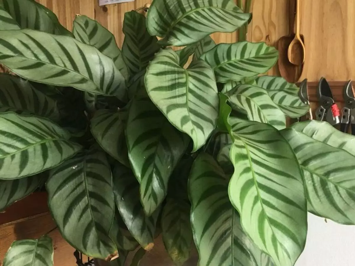 Plantas de sombra: veja quais são elas para usar no quarto, cozinha e sala - Fonte: Pixabay