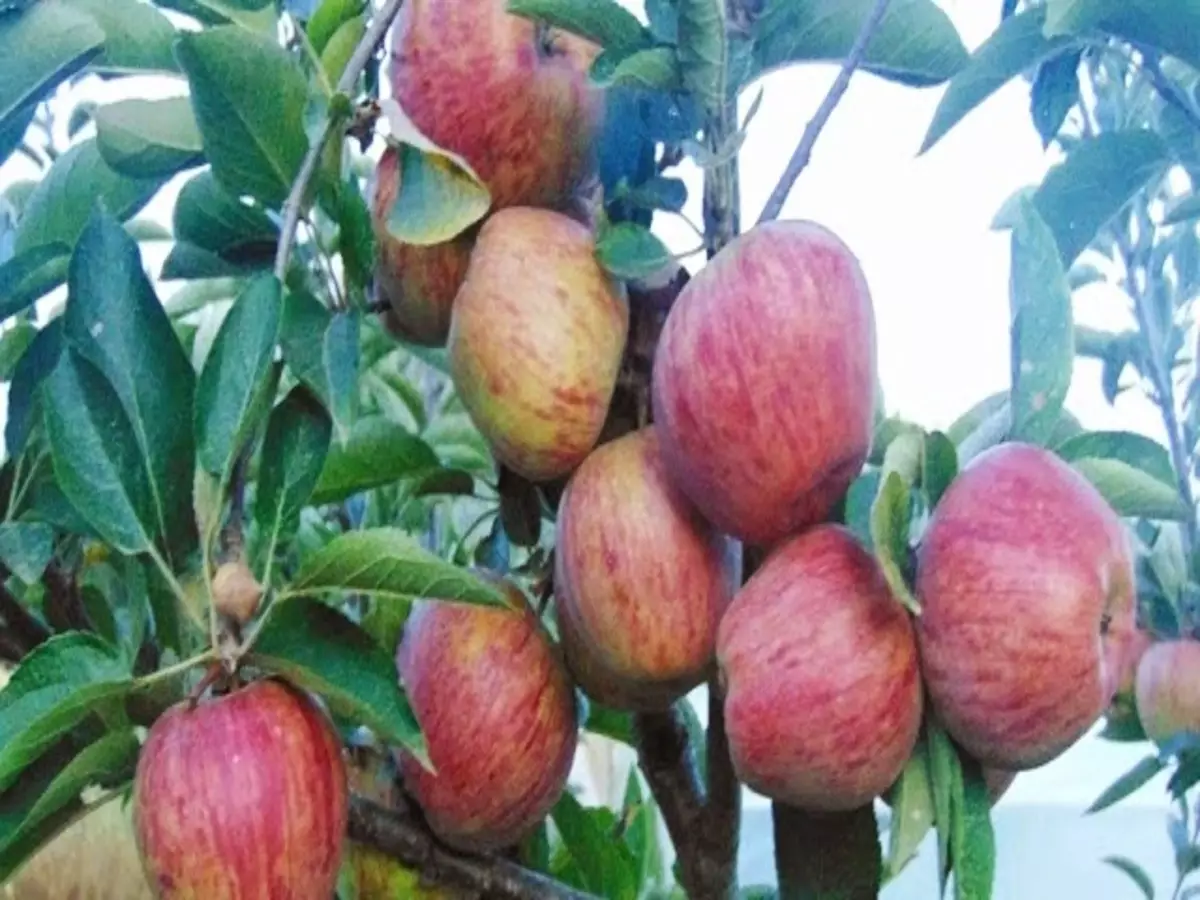 Como plantar macieira? Veja dicas práticas que podem te ajudar em todo o processo - Fonte: Pixabay