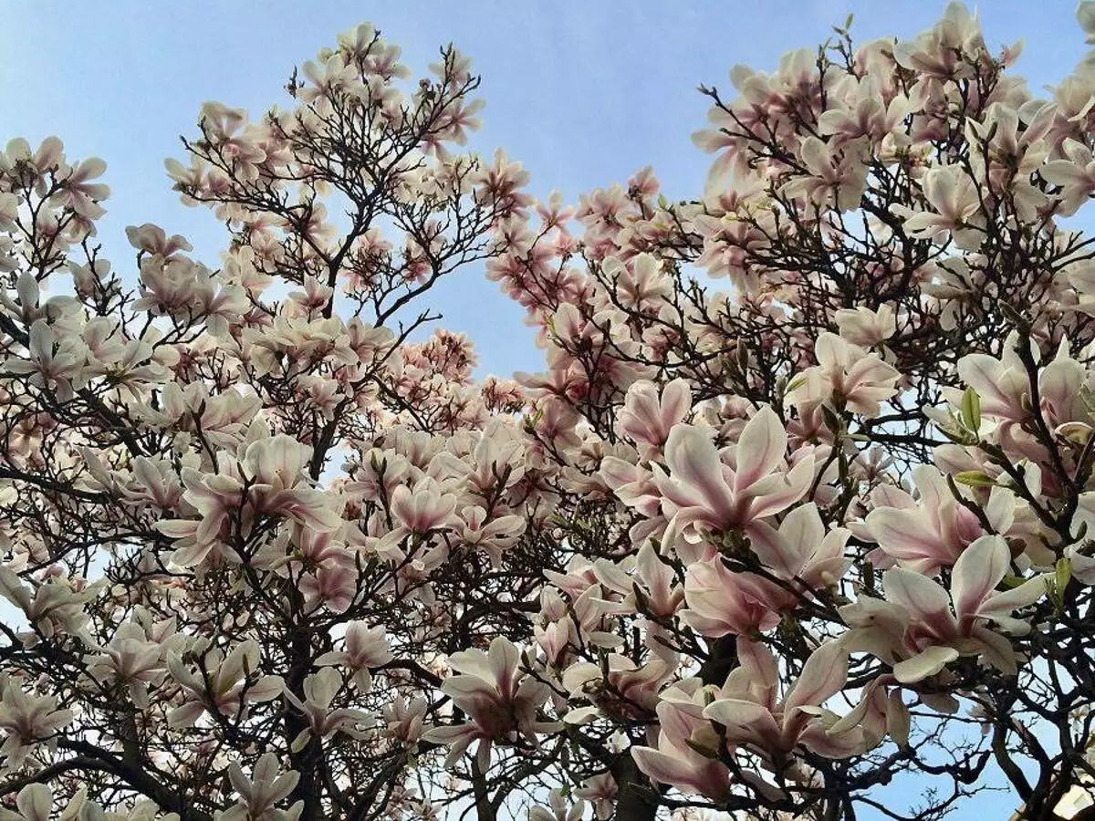 Como cultivar Magnólia? Veja dicas de cultivo, plantio, manutenção e nutrição da planta - Fonte: pixabay