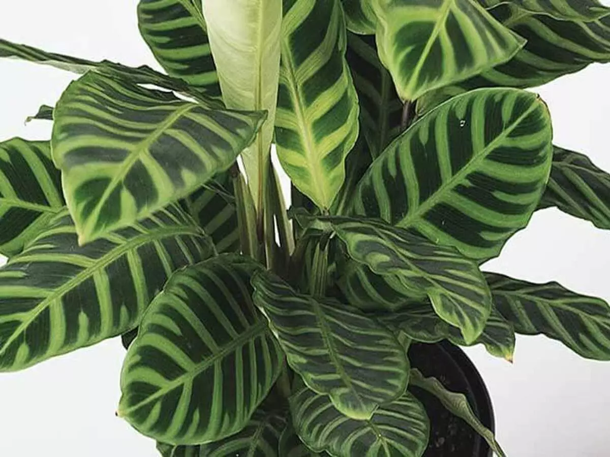 Como cultivar Maranta-zebra? Veja dicas práticas para ter flor em casa - Fonte: Pixabay