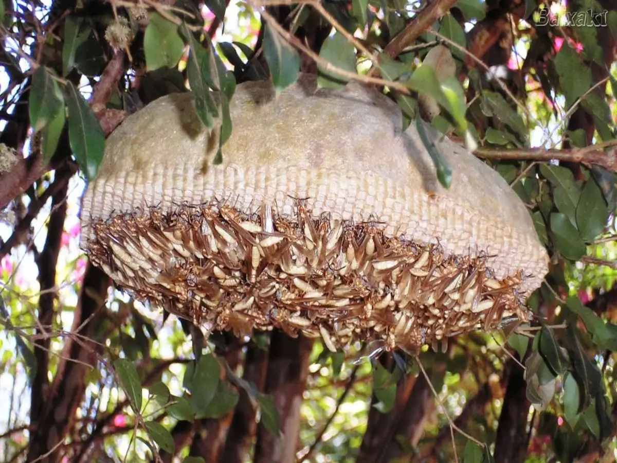 Como acabar com ninhos de marimbondo? Veja como fazer isso com segurança - Fonte: Pixabay