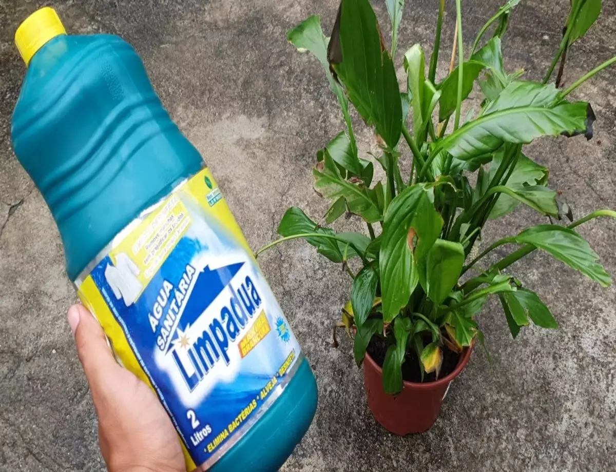 Água sanitária nas plantas: pode danificar a sua flor? Veja como usar do jeito certo - Fonte: Pixabay