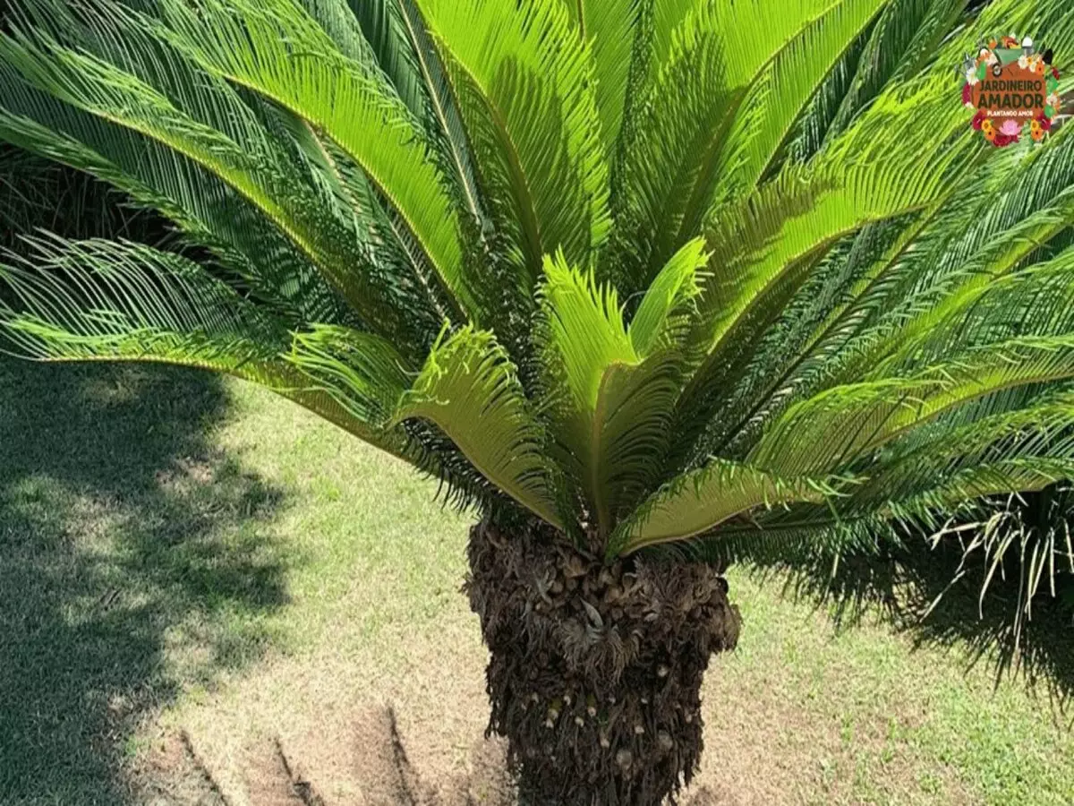 Como cultivar a plantar a sagu-de-jardim? Conheça uma das plantas mais lindas do mundo - Fonte: Pixabay