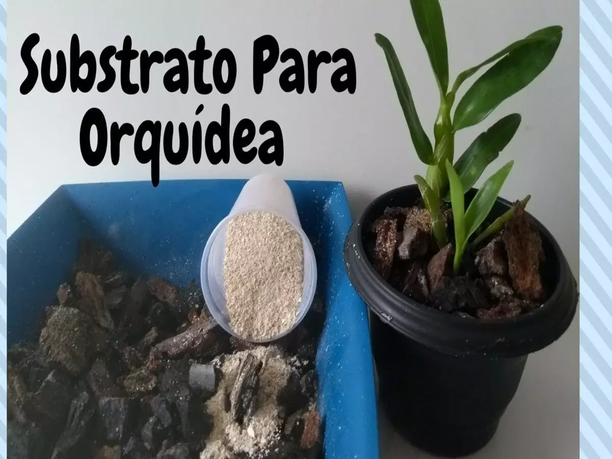 Substrato para orquídea: veja como fazer em casa e sem nenhuma dificuldade - Fonte: Pixabay