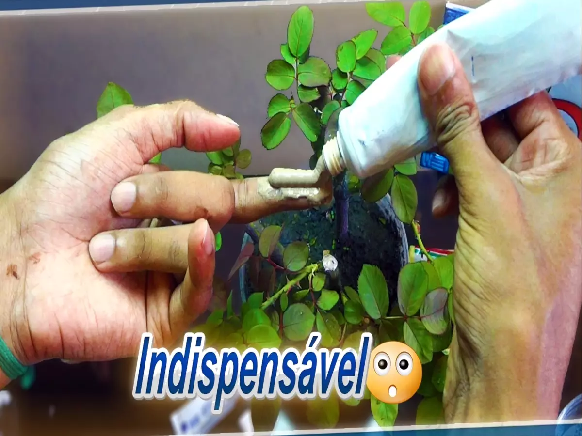 Como fazer pasta cicatrizante para poda: saiba como impedir que sua planta seja atacada por fungos